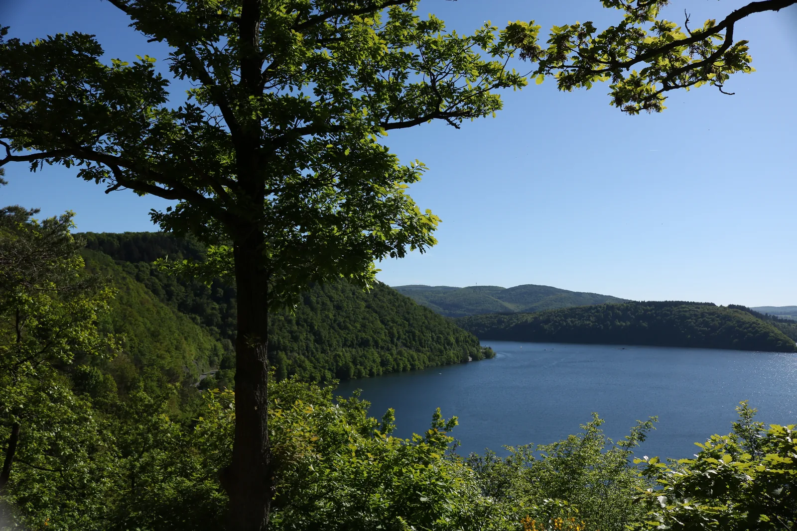 Ein Baum rahmt den Blick von einem Hangweg auf den Edersee, dahinter das bewaldete Buchenmeer des Kellerwalds
