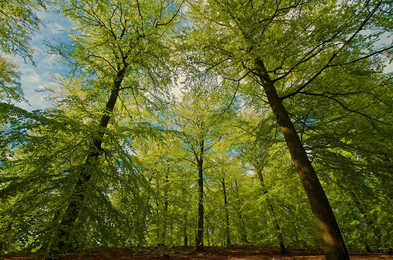 Hoher Buchenbestand im Frühling, das frische Laub leuchtet über glatten grauen Stämmen