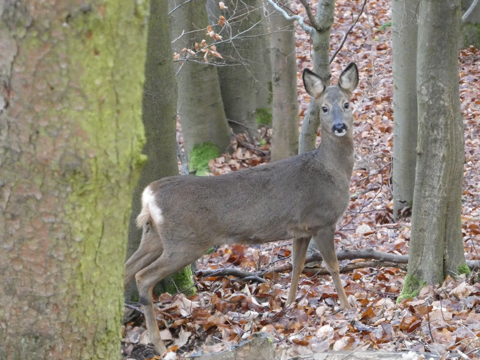 Ein Reh steht aufmerksam zwischen den Stämmen im Wald des Nationalparks