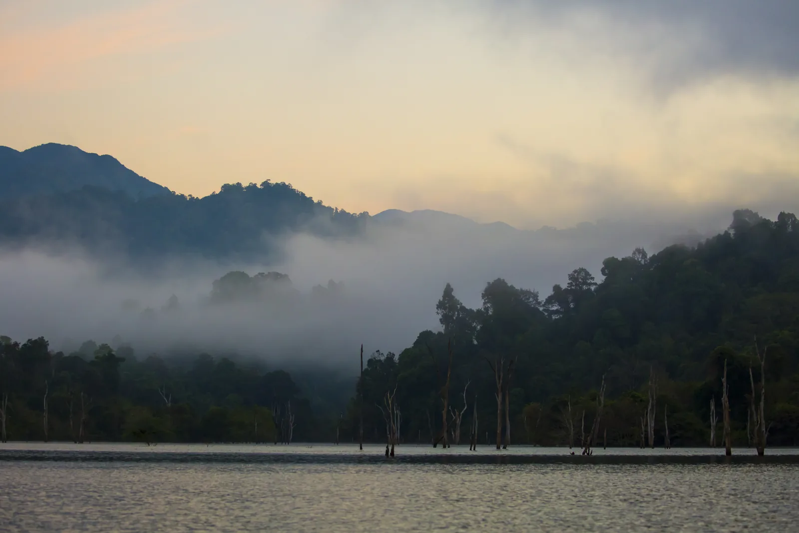 Nebel liegt über einem stillen See, aus dem Wasser ragen kahle, abgestorbene Baumstämme vor einer bewaldeten Hügelkette