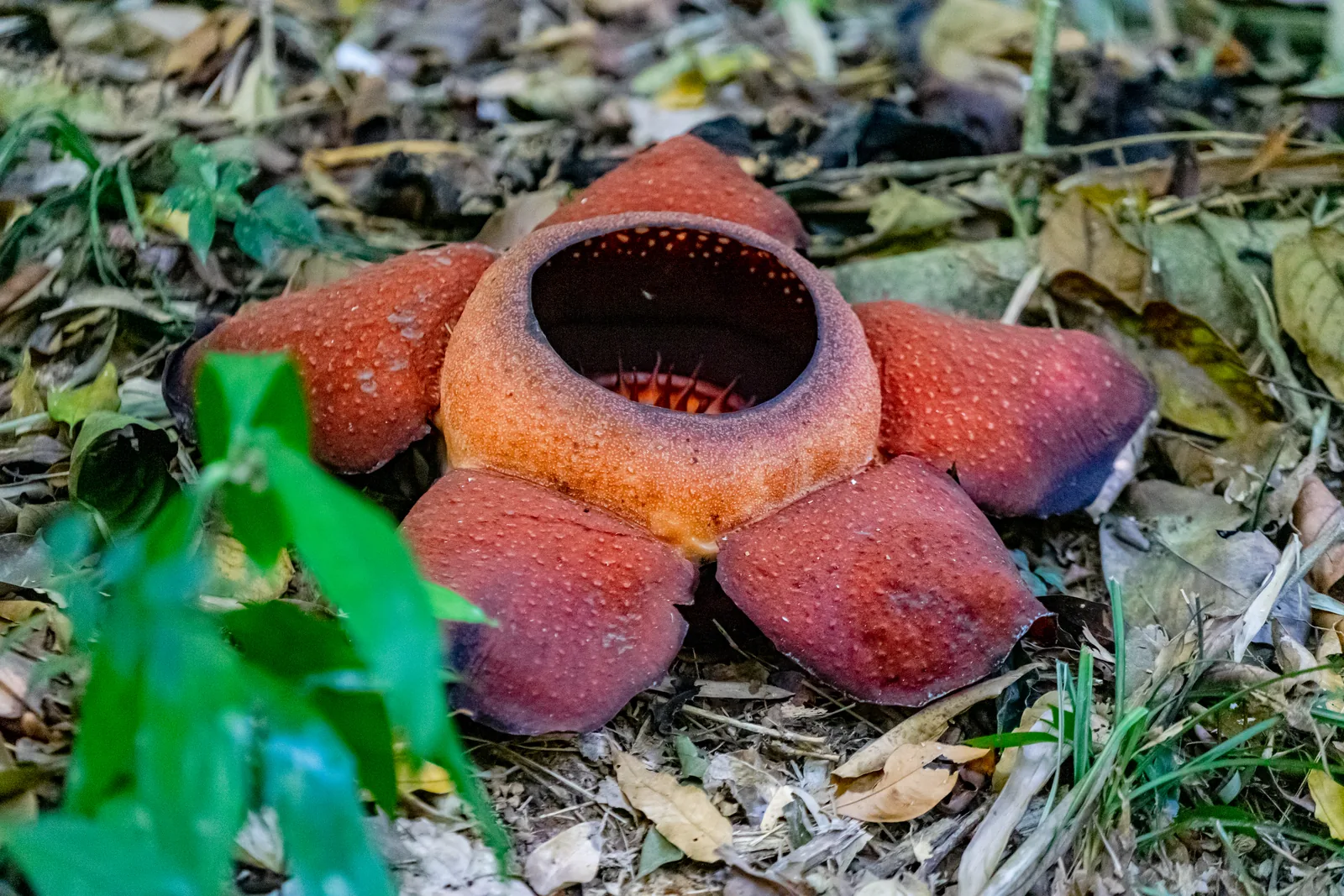 Eine große fünfblättrige, rotorange gefleckte Blüte liegt auf dem Laubboden des Waldes, in der Mitte eine runde Öffnung
