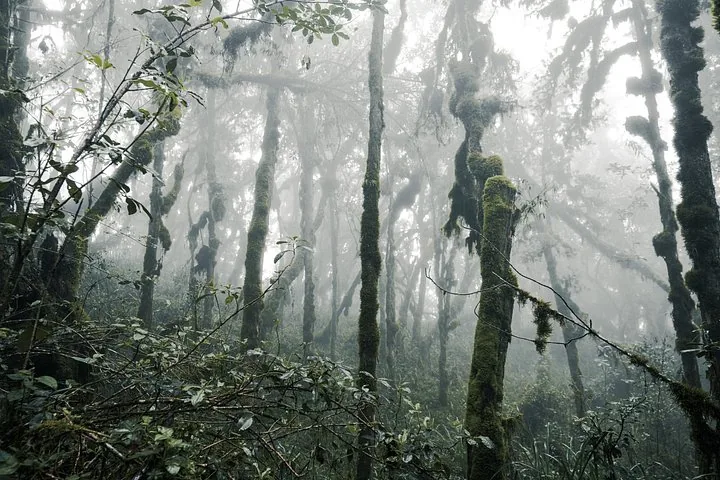 Angebotsfoto: Kilimandscharo über die Machame-Route: sieben Tage am Berg
