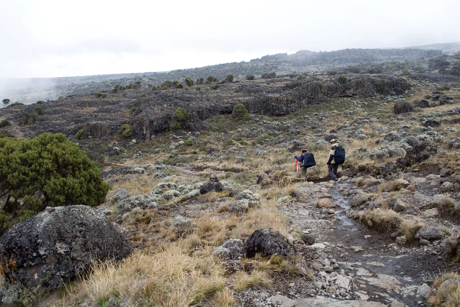 Wanderer auf einem steinigen Pfad über das Shira-Plateau im Kilimandscharo-Nationalpark, Heide und Lavablöcke unter Wolken