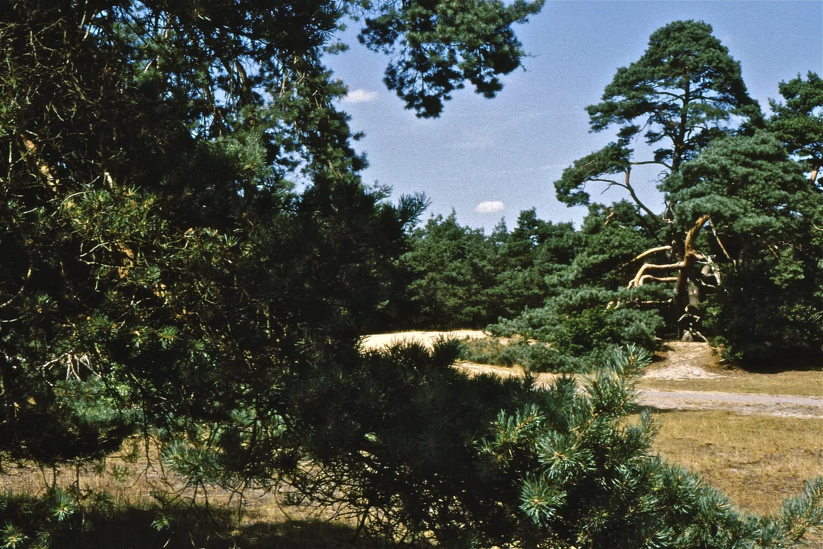 Kiefern und Sand im Nationalpark De Hoge Veluwe unweit von Otterlo und dem Kröller-Müller Museum