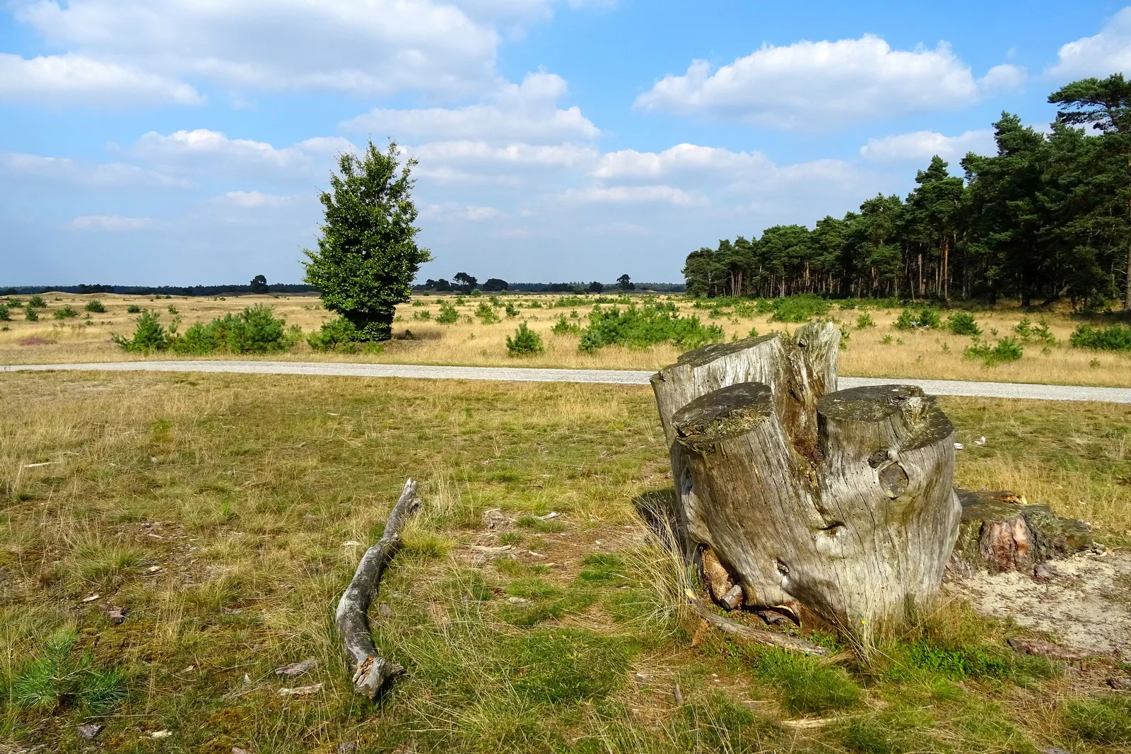 Gras, Heide und ein alter Baumstumpf am Otterlose Zand im Nationalpark De Hoge Veluwe, dahinter Kiefernwald