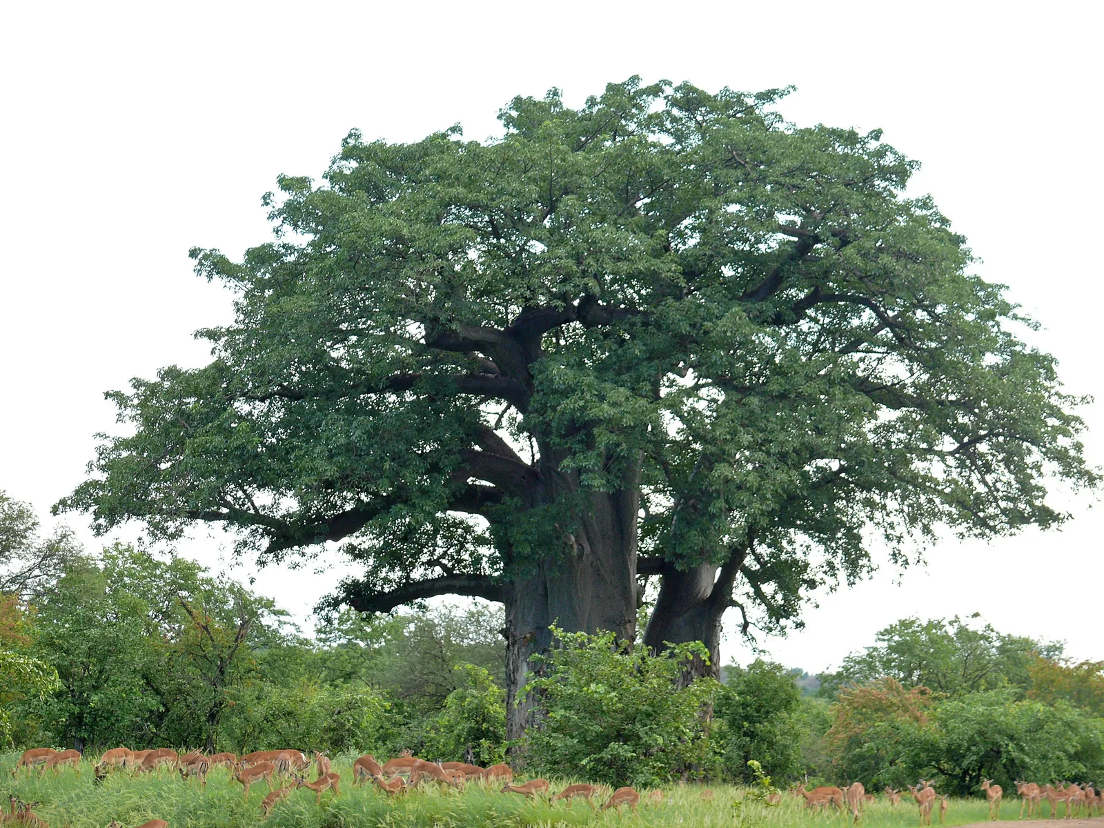 Ein mächtiger Baobab in vollem Laub, davor eine Herde Impalas im grünen Gras
