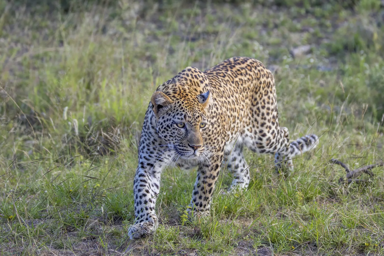 Ein Leopard läuft durch niedriges grünes Gras direkt auf die Kamera zu