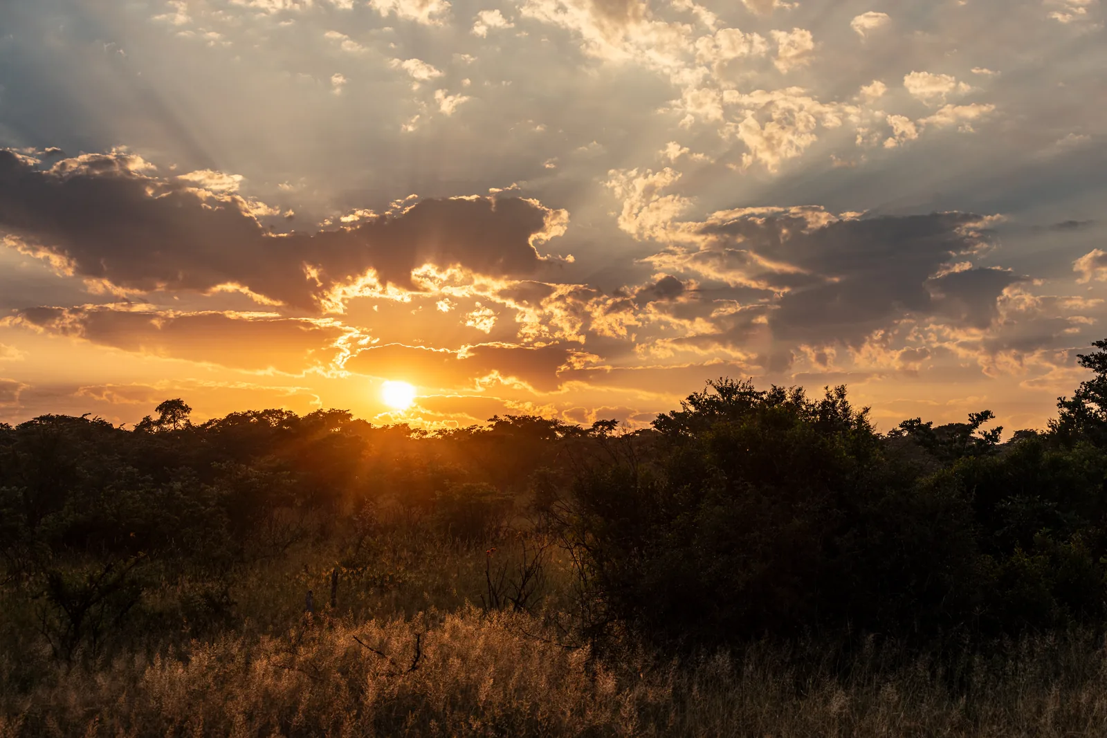Sonnenaufgang über der Buschsavanne des Krüger-Nationalparks, goldenes Licht zwischen Wolken über niedrigen Bäumen und trockenem Gras