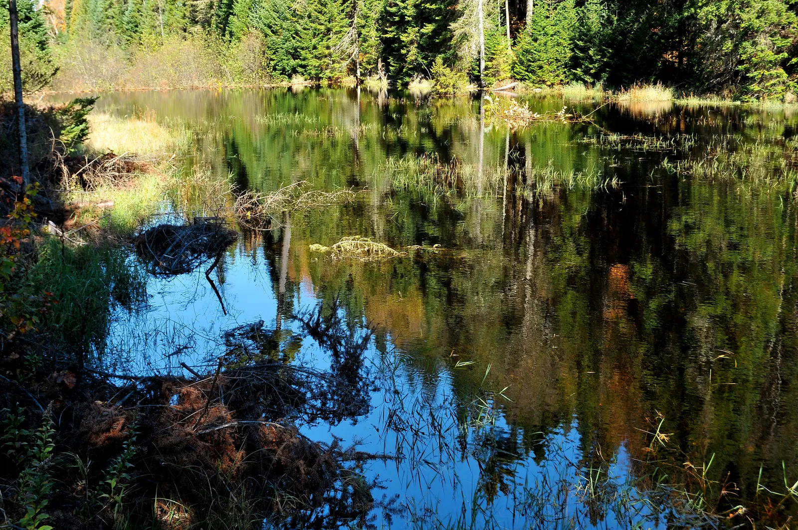 Ein Biberdamm aus Ästen staut einen Bach zu einem stillen Teich, in dem sich der umstehende Wald spiegelt