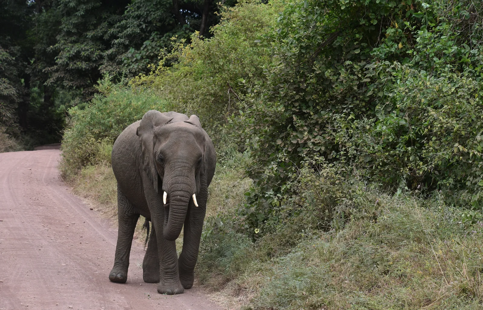 Ein Elefant kommt im Lake-Manyara-Nationalpark eine rote Piste entlang, links und rechts dichter grüner Wald