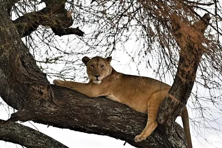 Angebotsfoto: 3 Tage ab Arusha: ein ganzer Tag Lake Manyara, Ngorongoro und Tarangire mit Lodge