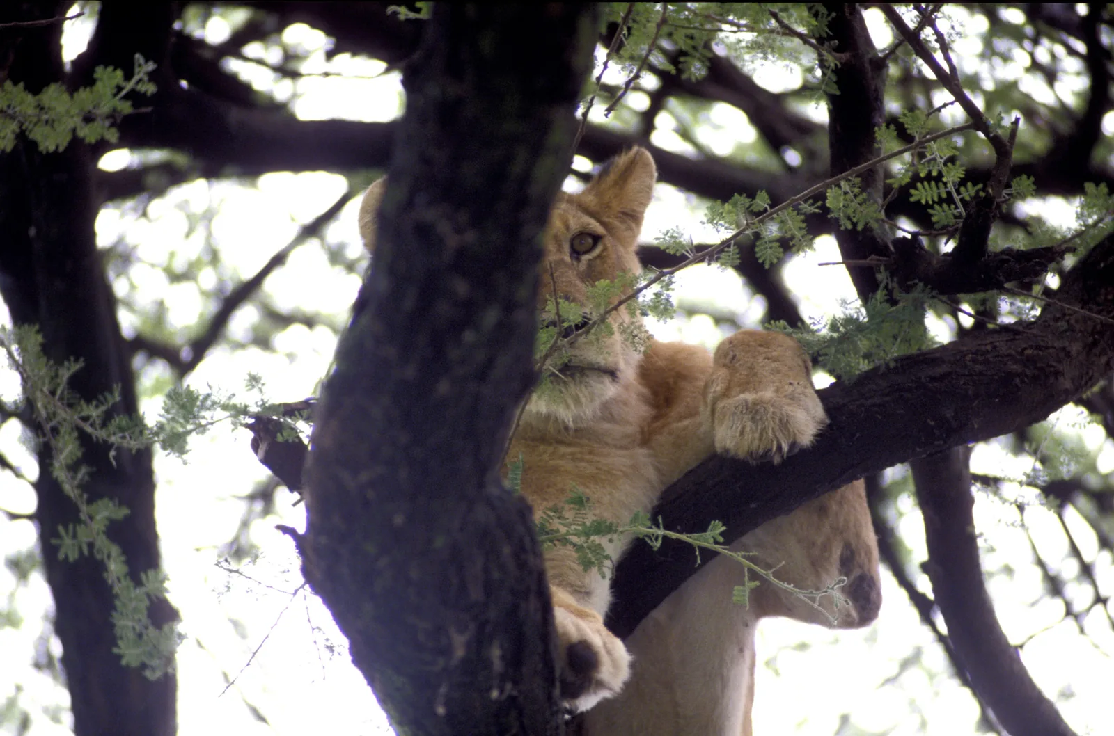Eine Löwin liegt im Lake-Manyara-Nationalpark hinter einem dunklen Stamm in einer Akazie und schaut über einen Ast