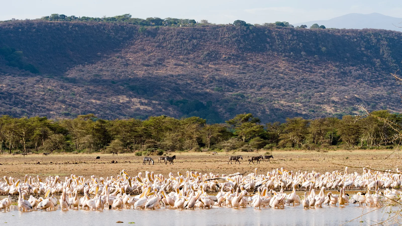 Pelikane stehen dicht gedrängt am Ufer des Manyara-Sees im Lake-Manyara-Nationalpark, dahinter Zebras, ein Waldstreifen und die Wand des Rift Valley
