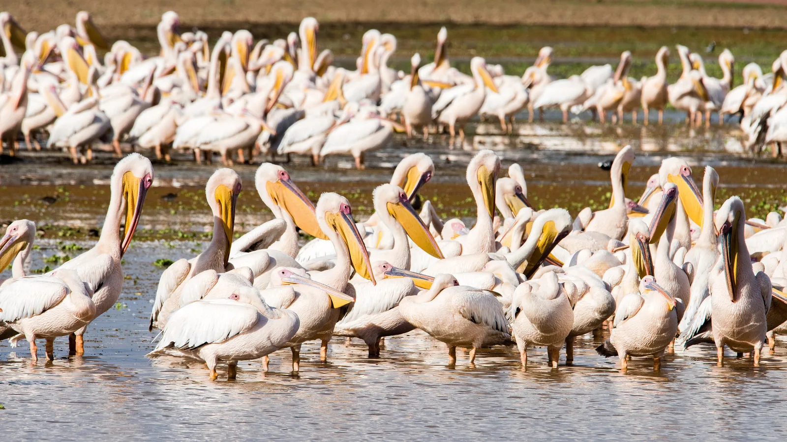 Dutzende Rosapelikane stehen und schwimmen im flachen Wasser am Ufer des Manyara-Sees im Lake-Manyara-Nationalpark