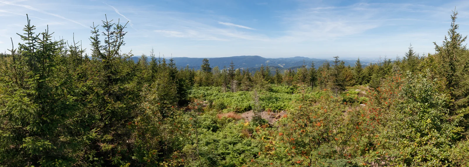 Blick von der Aussichtsplattform des Lotharpfads nach Westen