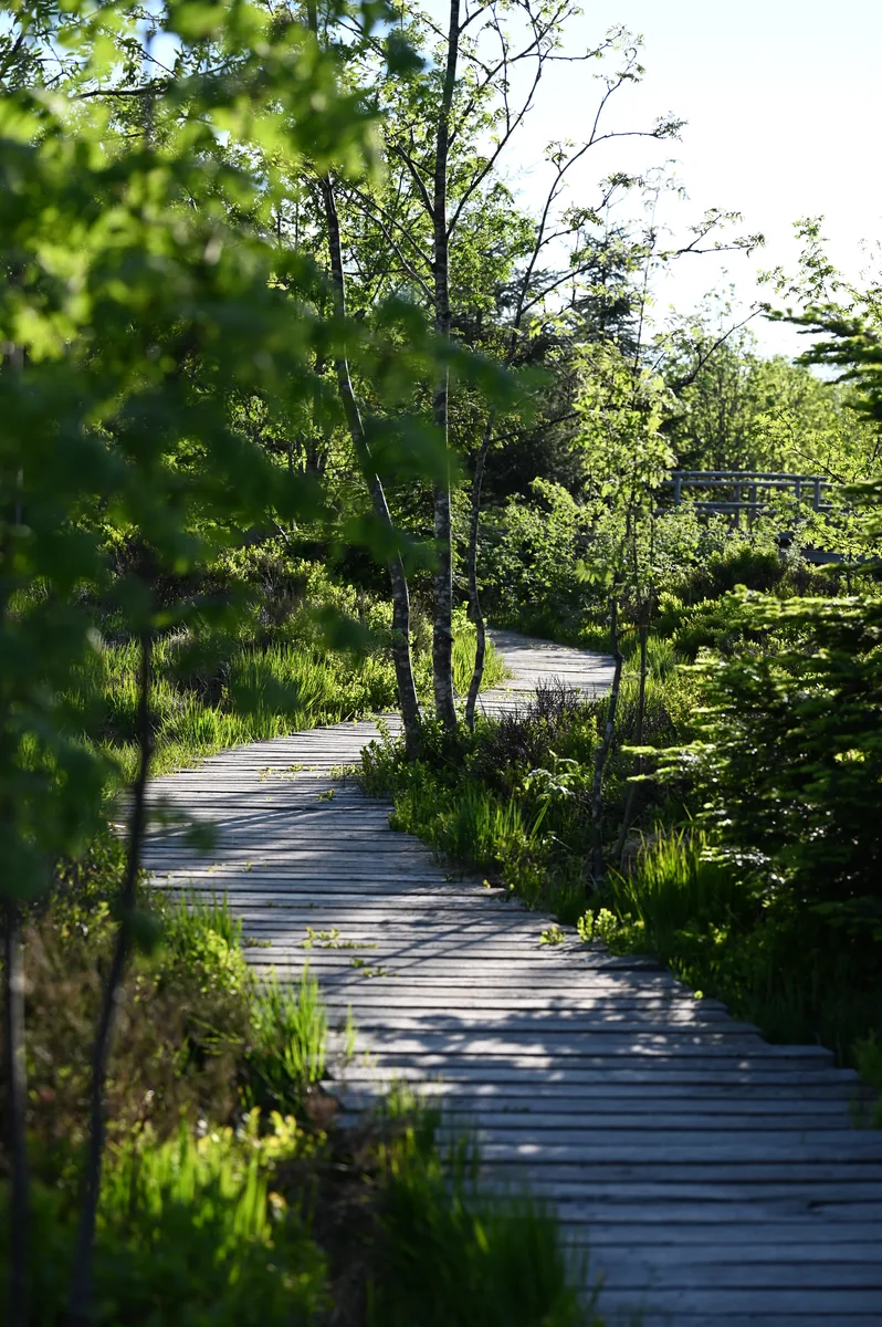Bohlenweg des Lotharpfads, der sich durch den jungen Wald windet