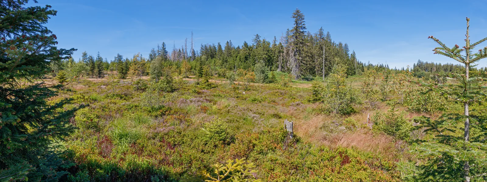Bewuchs entlang des Lotharpfads im Nationalpark Schwarzwald