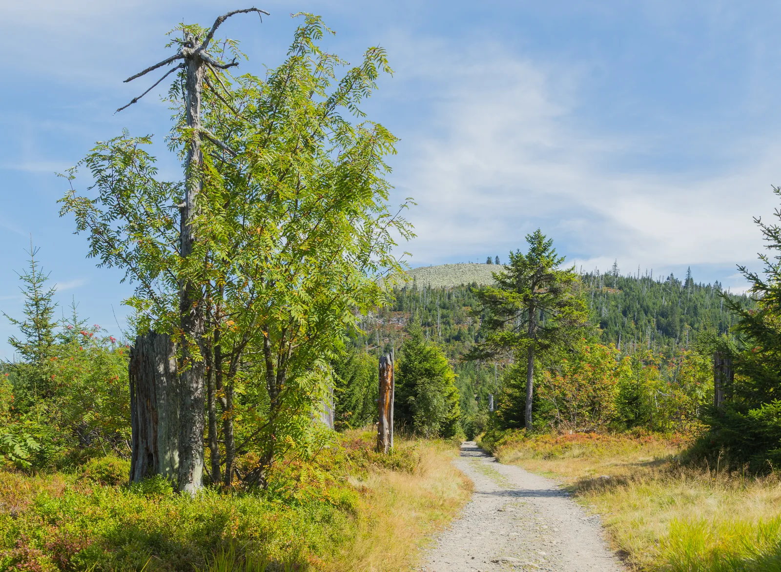 Der Sommerweg auf dem Anstieg zum Lusen