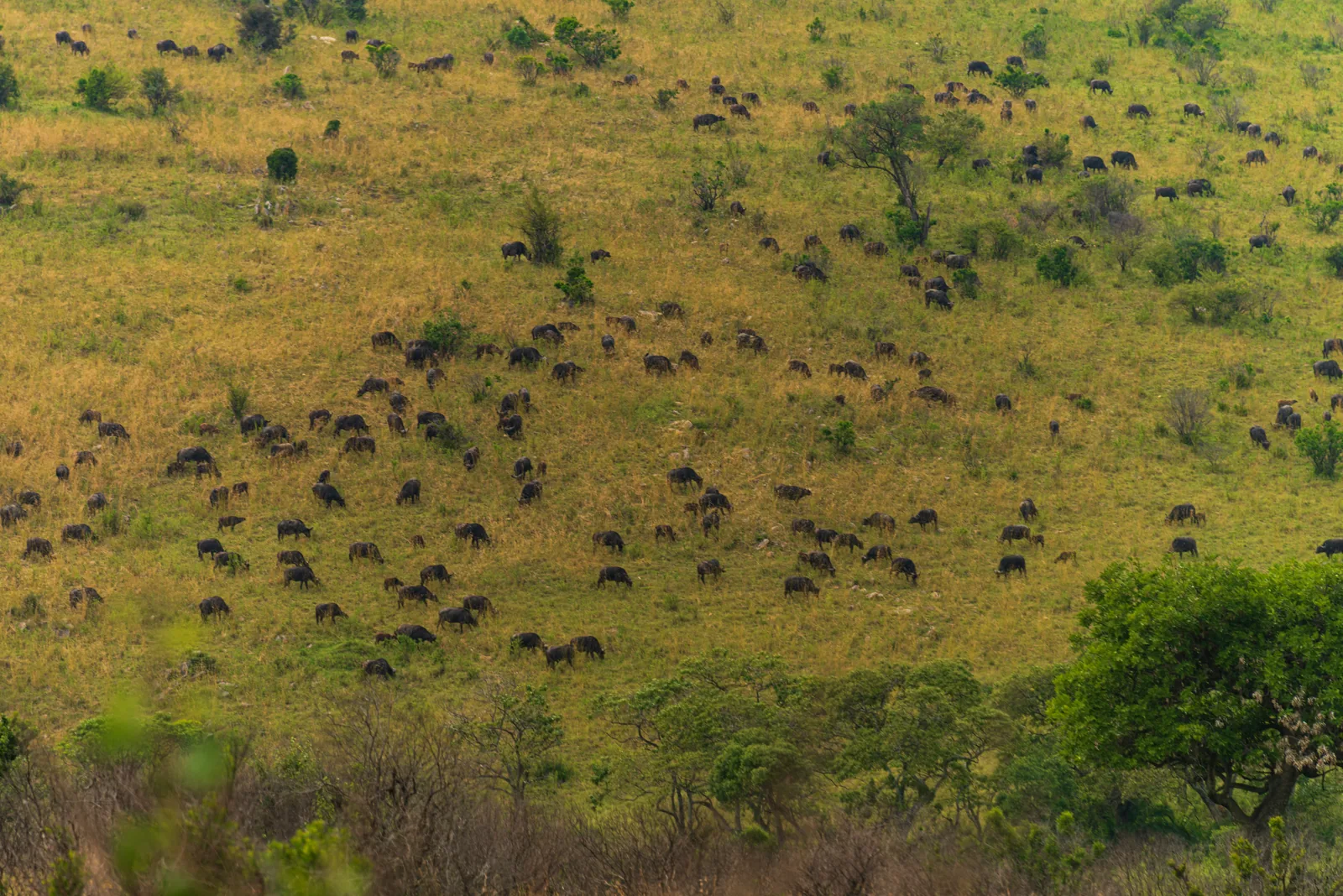 Hunderte dunkle Gnus verteilen sich über einen grasbewachsenen Hang mit einzelnen Büschen und Bäumen