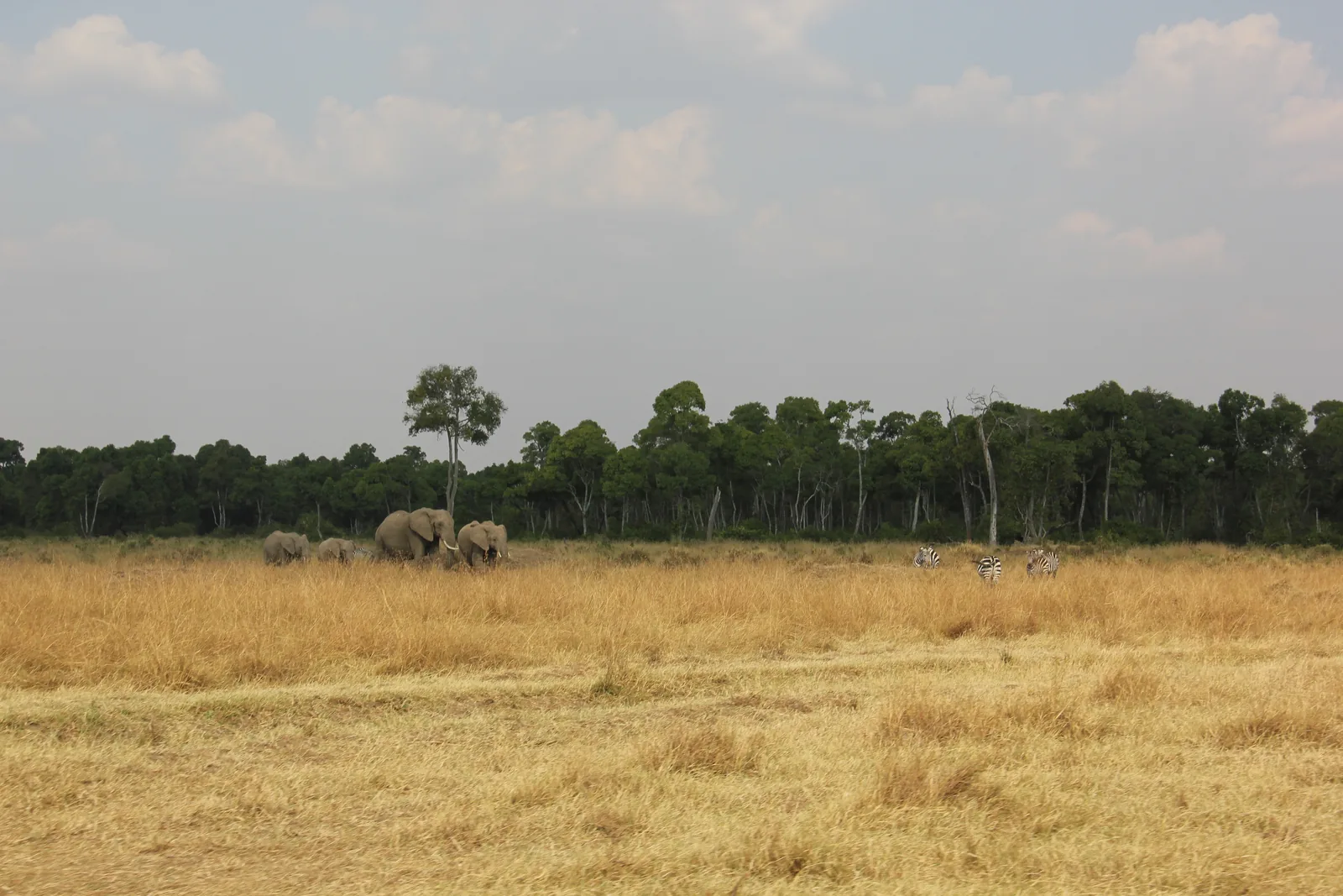 Eine kleine Elefantenherde steht in hohem, trockenem Gras vor einem Streifen Uferwald unter hellem Himmel