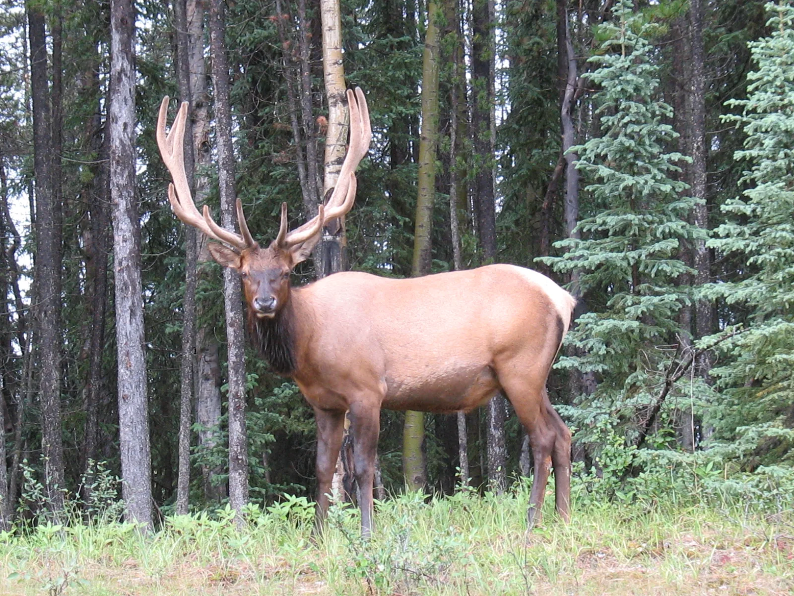 Wapiti-Hirsch mit großem Geweih im Wald nahe dem Maligne Lake