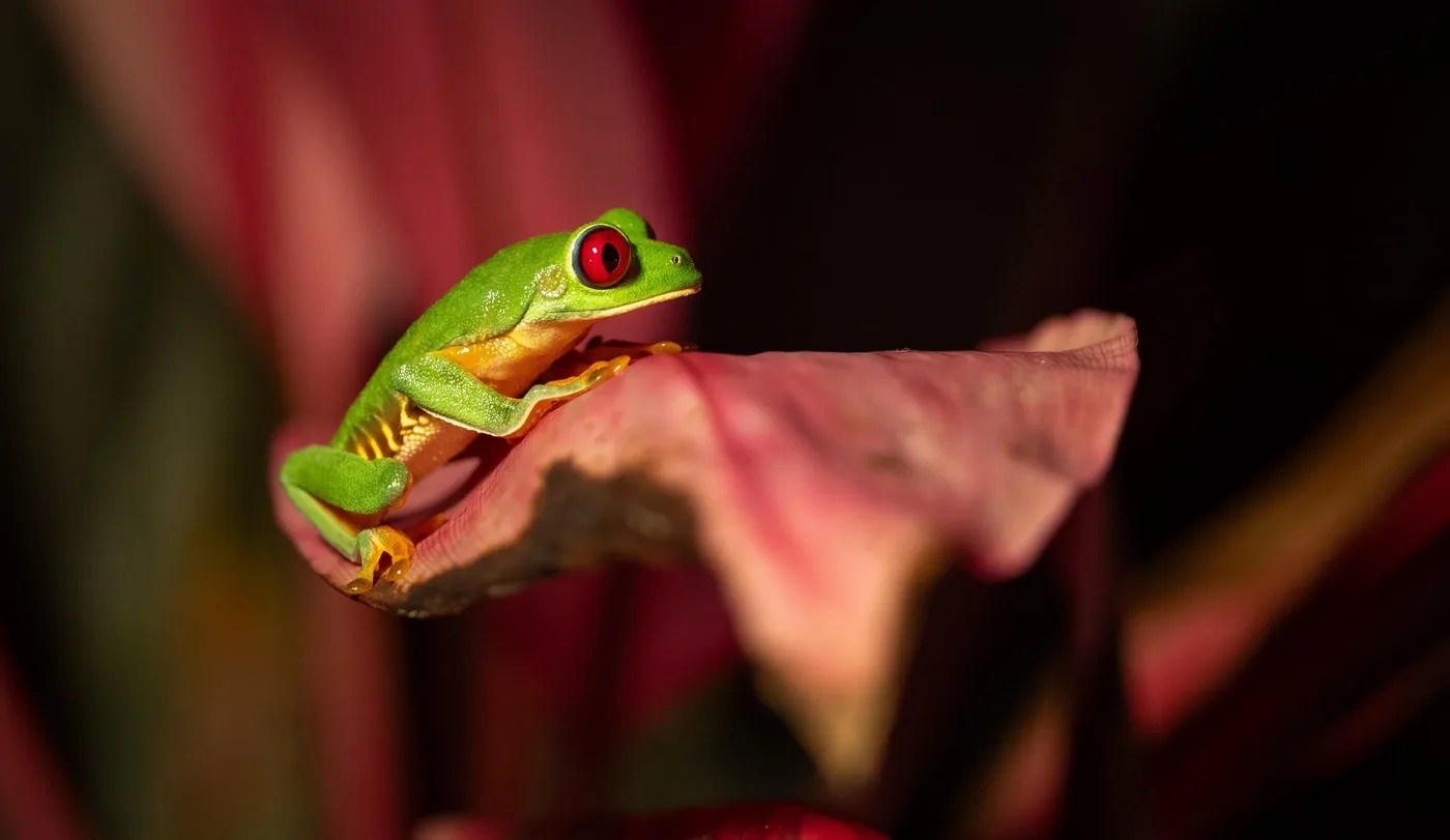 Angebotsfoto: Manuel Antonio: Nachtwanderung mit Naturalist-Guide