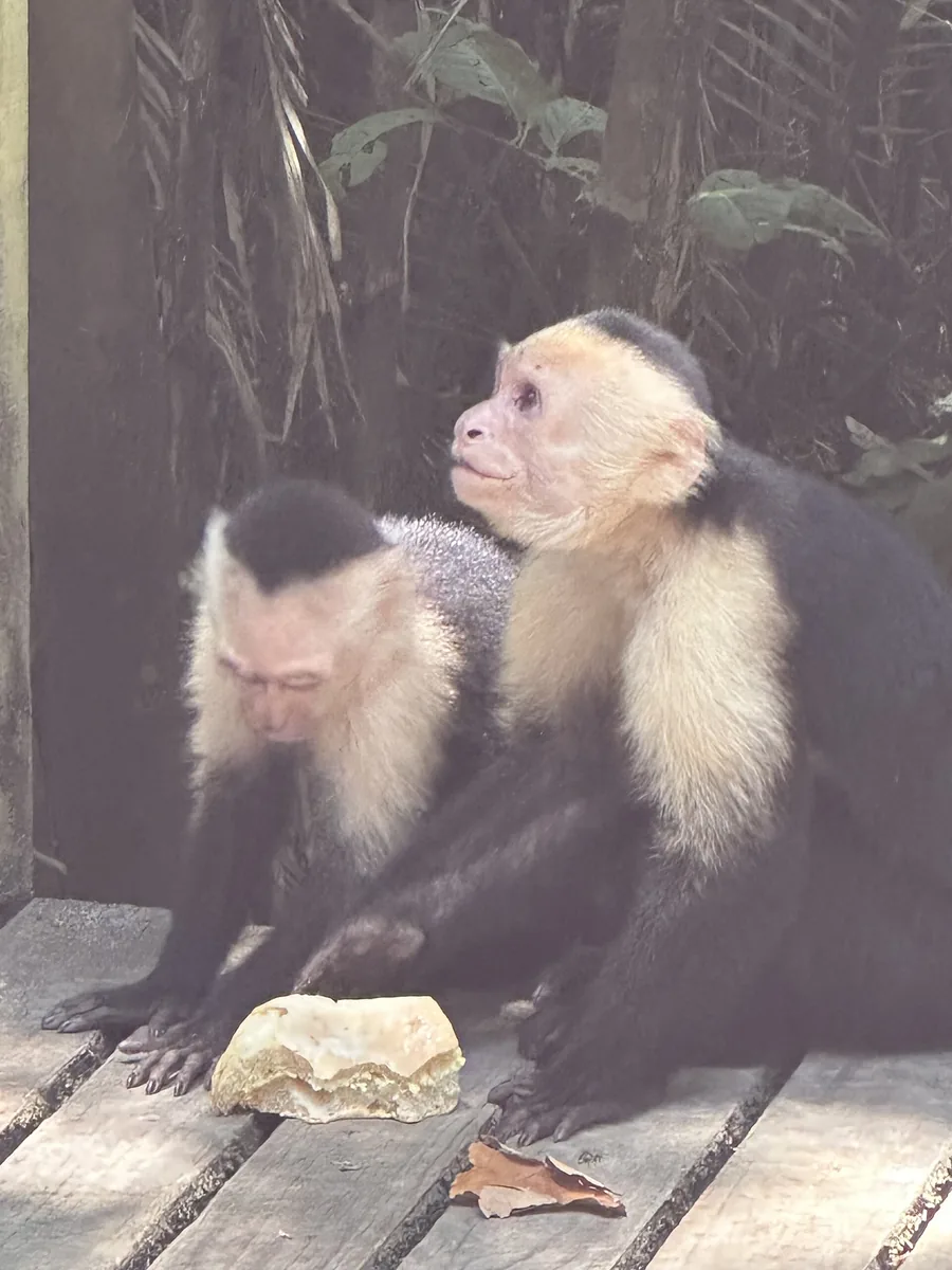 Zwei Weißschulter-Kapuzineraffen sitzen auf einem Holzsteg im Manuel-Antonio-Nationalpark