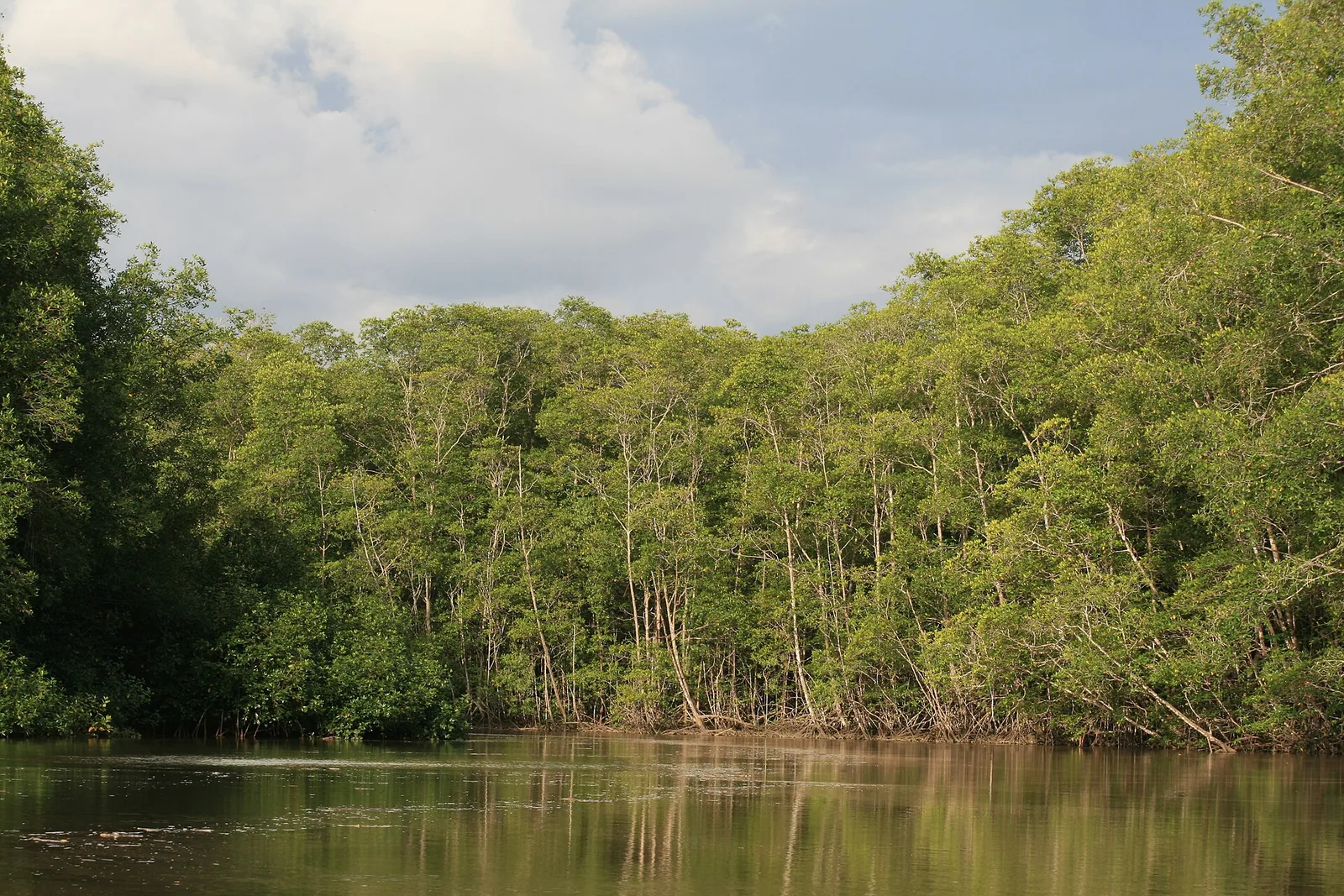 Mangrovenwald am Wasser im Manuel-Antonio-Nationalpark unter einem hellen Himmel