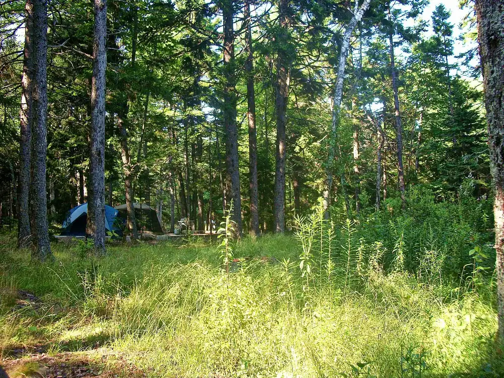Zeltplatz im Blackwoods Campground: lichter Nadelwald mit hohem Gras, zwischen den Stämmen ein Zelt