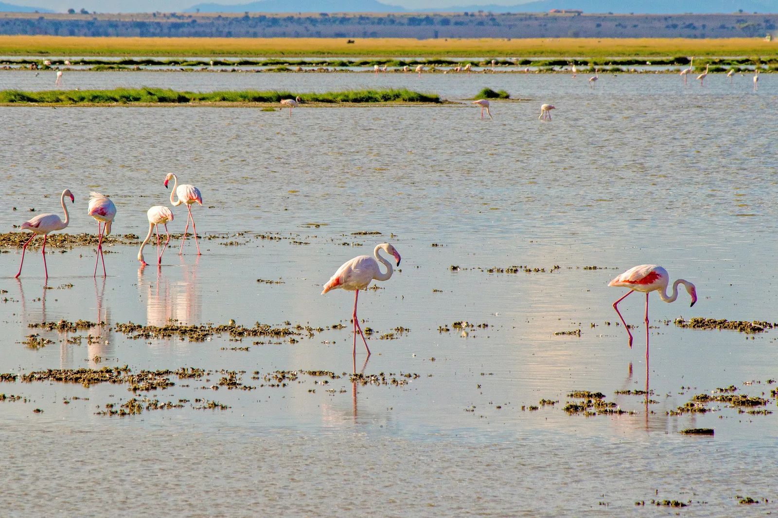 Rosafarbene Flamingos waten im flachen Wasser von Lake Amboseli zwischen kleinen Grasinseln