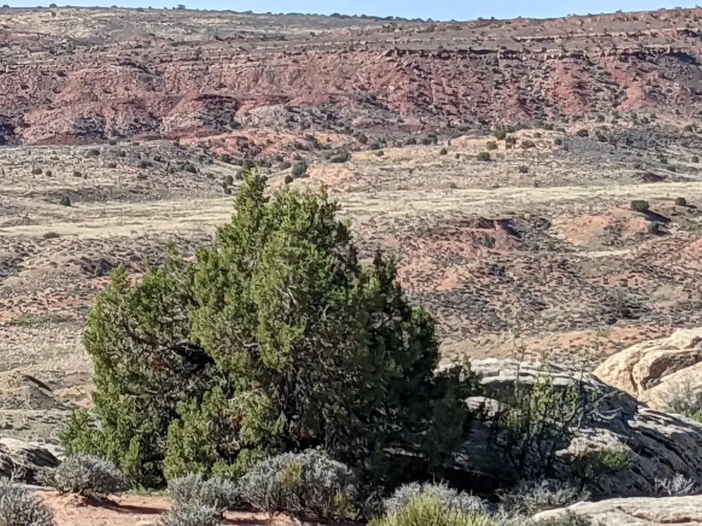 Blick vom Salt Valley Overlook über das weite Salt Valley mit rötlichen Hängen, vorn ein Wacholderbusch