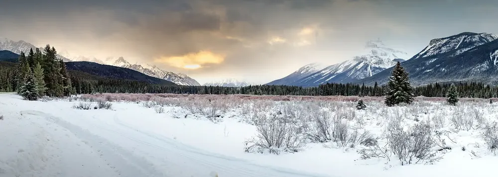 Moose Meadows im Winter: verschneite Wiese mit Weidengebüsch im Bow Valley, dahinter Nadelwald und Berggipfel