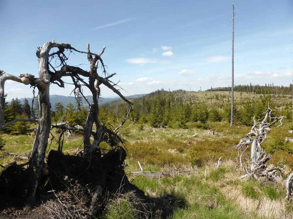 Windwurffläche am Großen Falkenstein: entwurzelte Baumstümpfe, junge Fichten und Weitblick über bewaldete Höhen