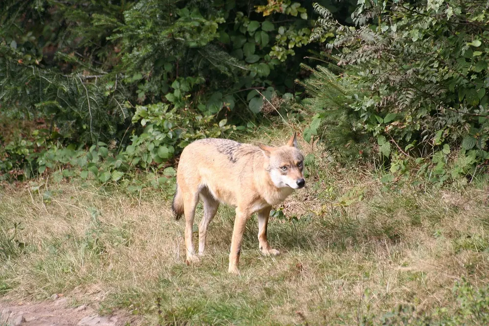 Wolf am Waldrand im Tier-Freigelände des Nationalparks Bayerischer Wald, zwischen trockenem Gras und dichtem Unterholz