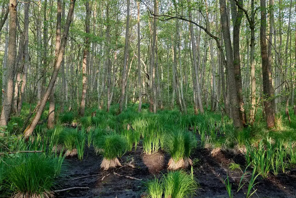Darßer Urwald: lichter, nasser Bruchwald mit Grasbulten im Wasser und frischem Frühlingsgrün