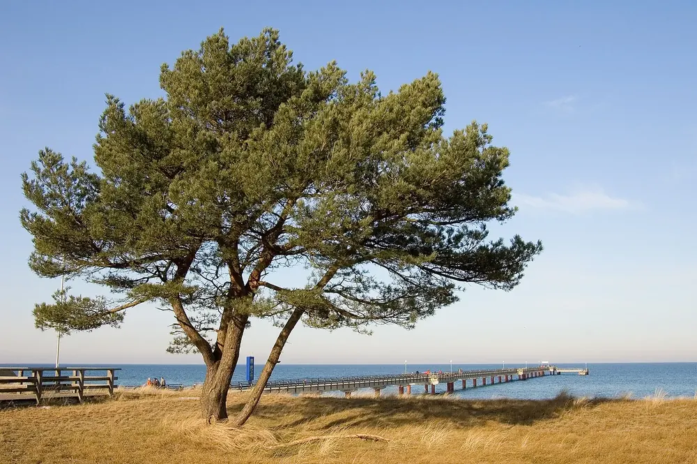 Seebrücke von Prerow in der Ostsee, im Vordergrund eine breitkronige Kiefer auf der Düne