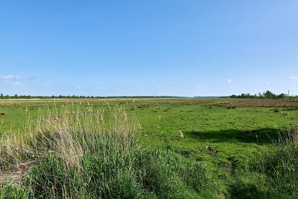 Sundische Wiese auf dem Zingst: weite, flache Grasfläche mit Schilf im Vordergrund und fernem Waldrand