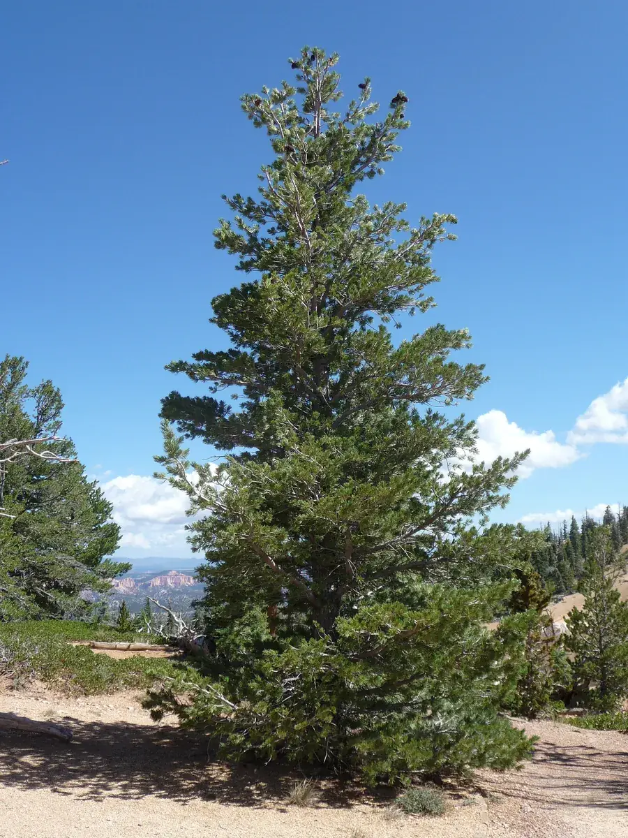 Biegsame Kiefer am Bristlecone Loop Trail, sandiger Weg zwischen Nadelbäumen unter blauem Himmel