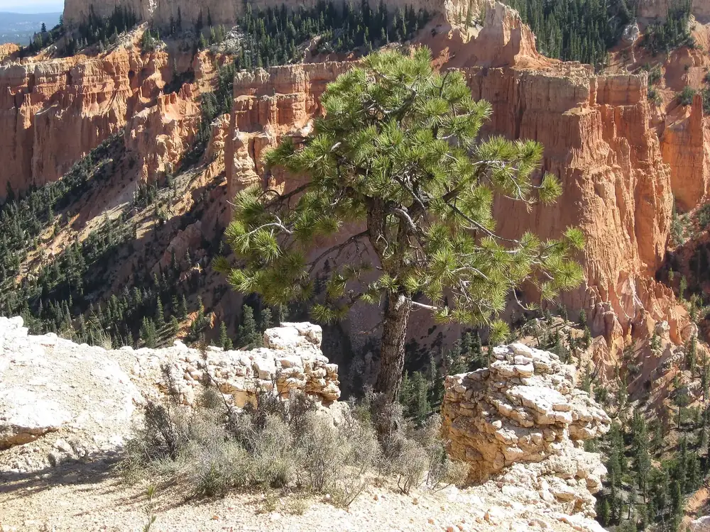 Ponderosa-Kiefer am Farview Point, dahinter orangefarbene Felswände und Hoodoos über bewaldeten Hängen