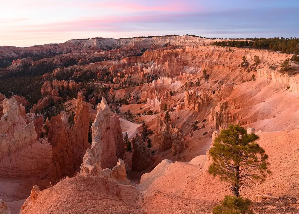 Blick vom Sunrise Point über das Bryce Amphitheater: rötliche Hoodoos und Felsgrate im weichen Morgenlicht, vorn eine Kiefer