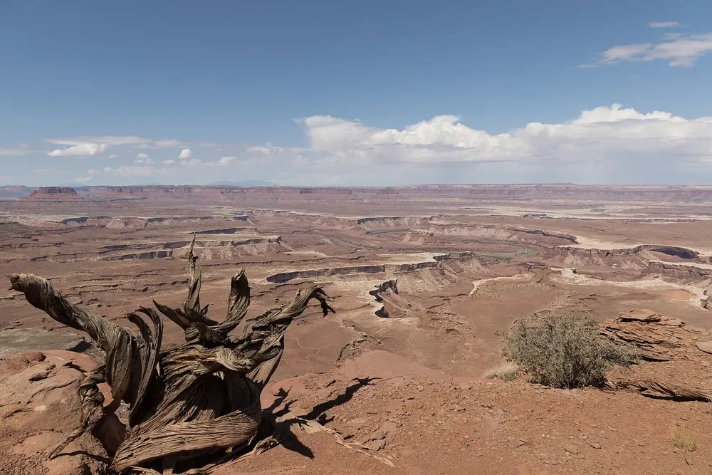 Blick vom Murphy Point über das weite Soda Springs Basin mit Canyonstufen, vorn ein knorriger toter Wacholder