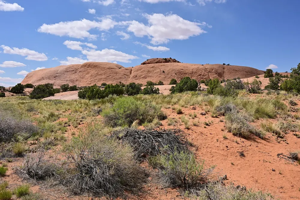 Whale Rock: langgestreckter, glatter Sandsteinrücken in Walform, davor Wüstensträucher und roter Sand