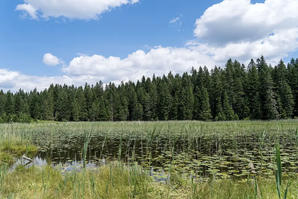 Barno jezero: kleiner, verlandender See mit Seerosenblättern und Schilf vor dichtem Fichtenwald