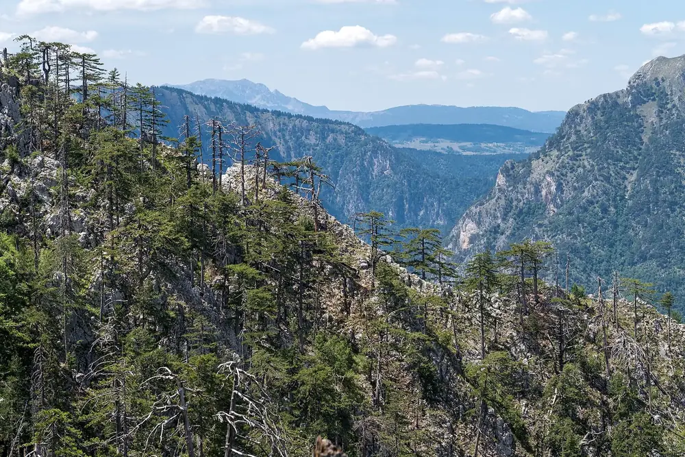 Tara-Schlucht: steile, bewaldete Felswände mit Kiefern, Blick in die tiefe Schlucht und auf ferne Berge
