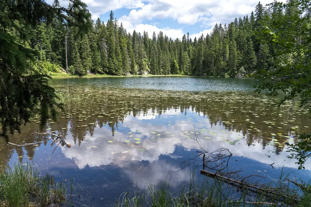Zminje jezero: stiller Waldsee mit Seerosenblättern, in dem sich Fichten und Wolken spiegeln