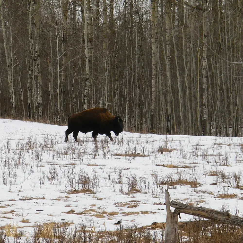 Bison an der Bison Loop Road im Winter: ein einzelnes Tier auf verschneiter Wiese vor kahlen Bäumen