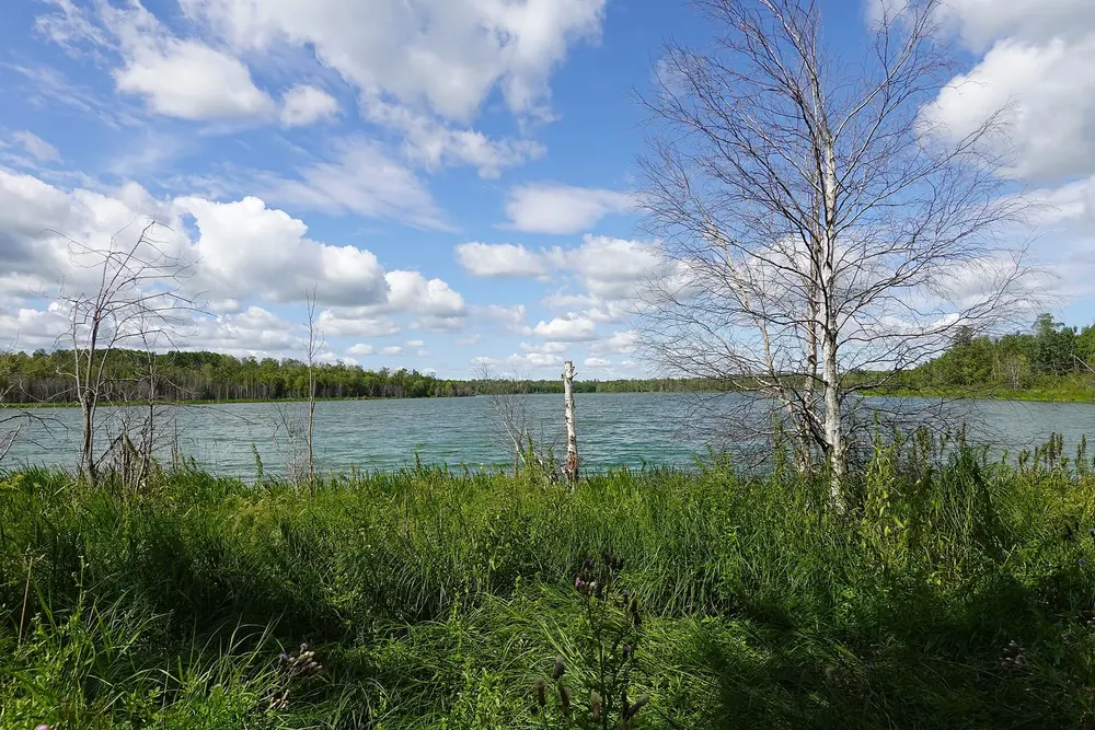 Tawayik Lake Trail: Uferwiese mit Birken am Tawayik Lake unter blauem Himmel mit Quellwolken