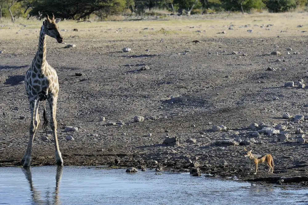 Giraffe und Schakal am Wasserloch Chudob, im Wasser spiegelt sich die Giraffe, dahinter kahle Ebene