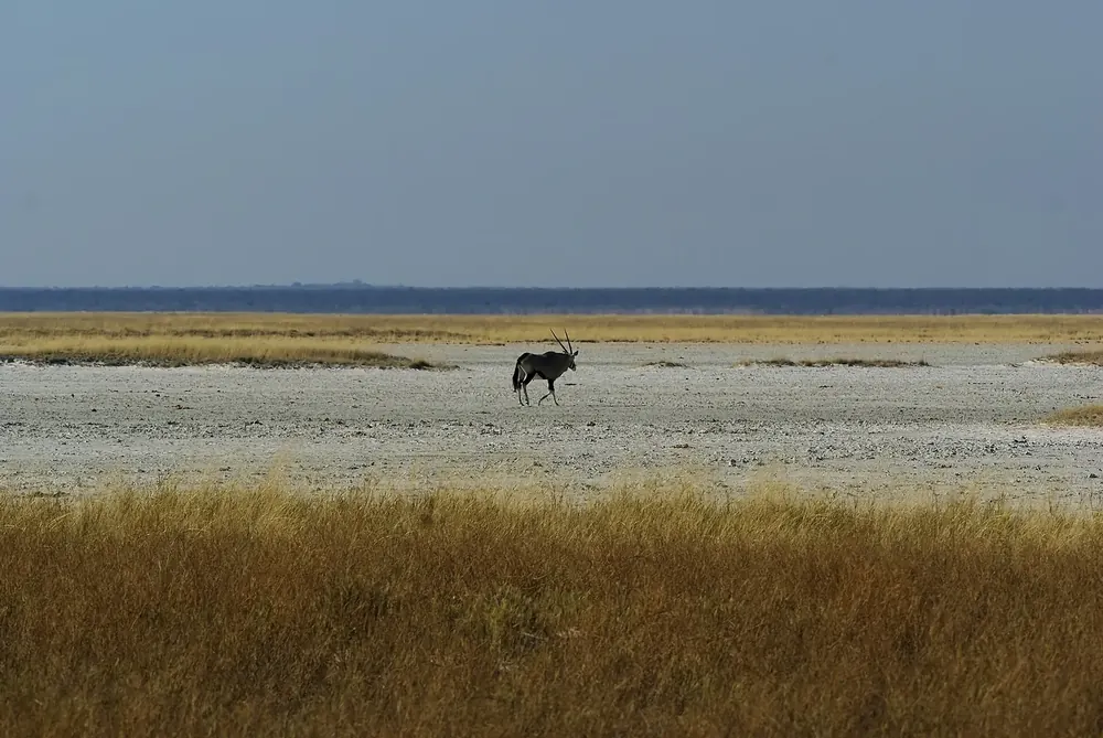 Oryxantilope auf der weiten, flachen Fisher’s Pan, davor goldgelbes Gras, am Horizont ein Wasserstreifen