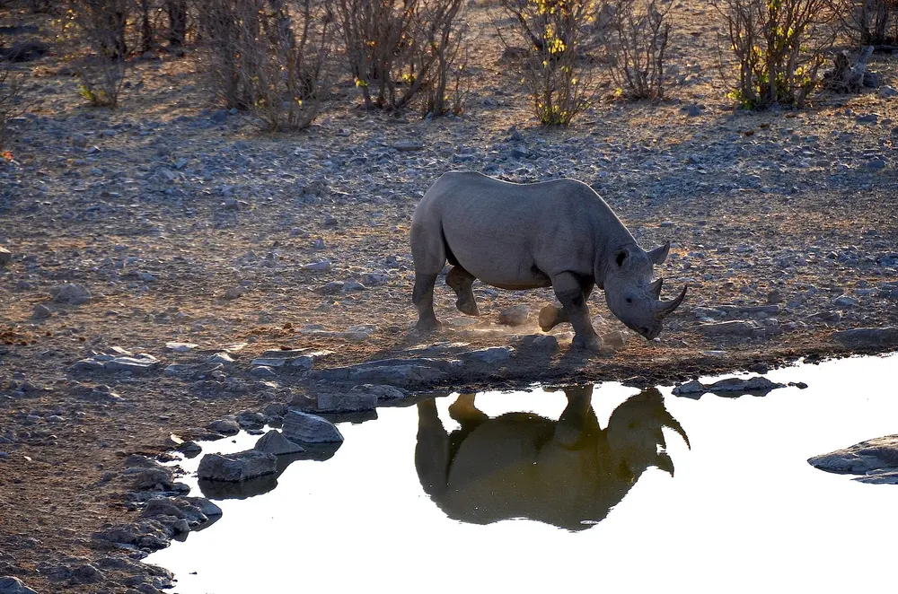 Spitzmaulnashorn am Moringa-Wasserloch beim Halali Camp, sein Spiegelbild im Wasser zwischen Steinen